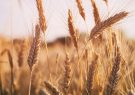 خرید تضمینی گندم در آذربایجان شرقی به بیش از ۸۴ هزار تن رسید